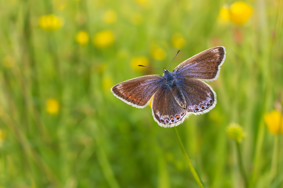 Common Blue female 3